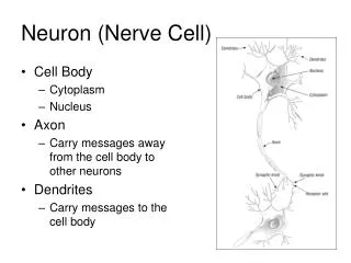 Neuron (Nerve Cell)