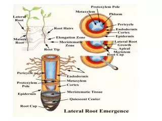 Plant structure 	- cells, tissue, organisation &amp; growth Leaves and photosynthesis