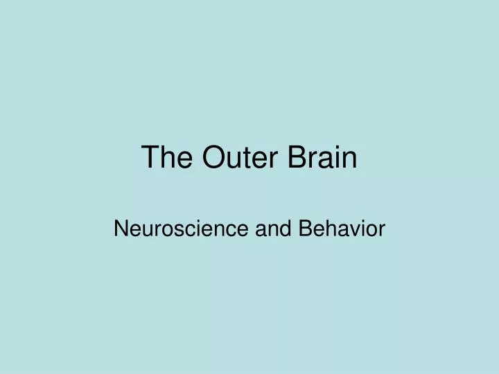 the outer brain
