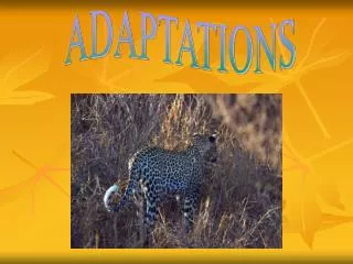 ADAPTATIONS