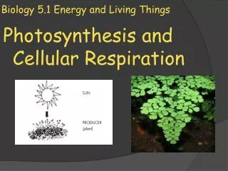 Biology 5.1 Energy and Living Things