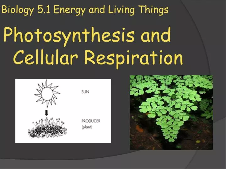 biology 5 1 energy and living things