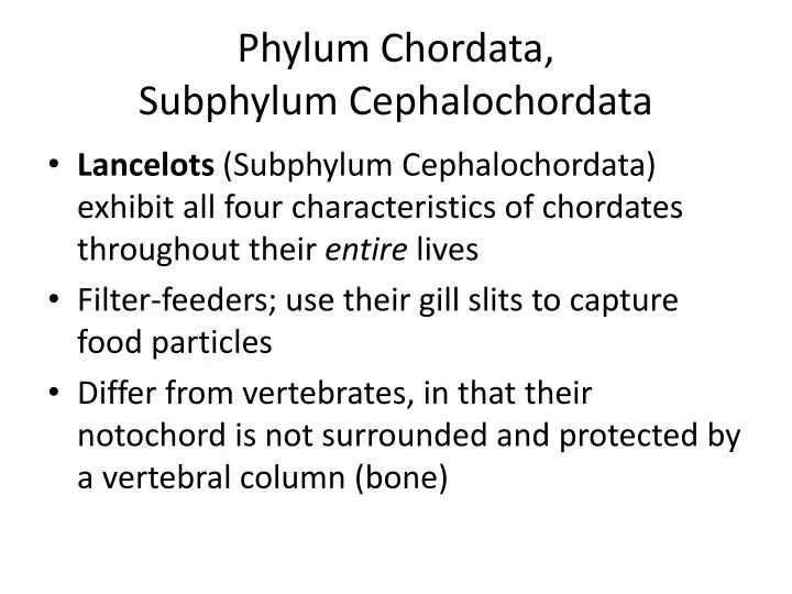 phylum chordata subphylum cephalochordata