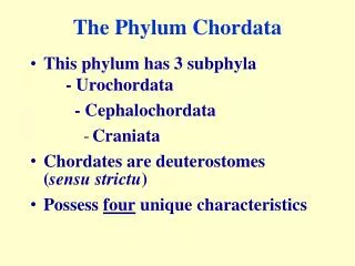 The Phylum Chordata