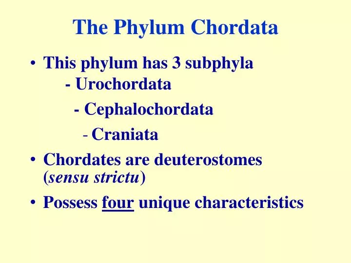 the phylum chordata