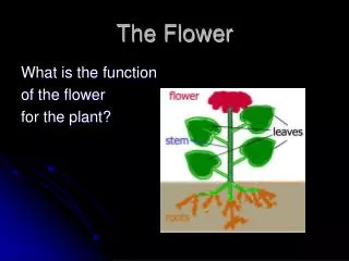 The Flower