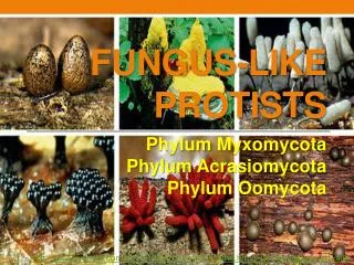 FUNGUS-LIKE PROTISTS