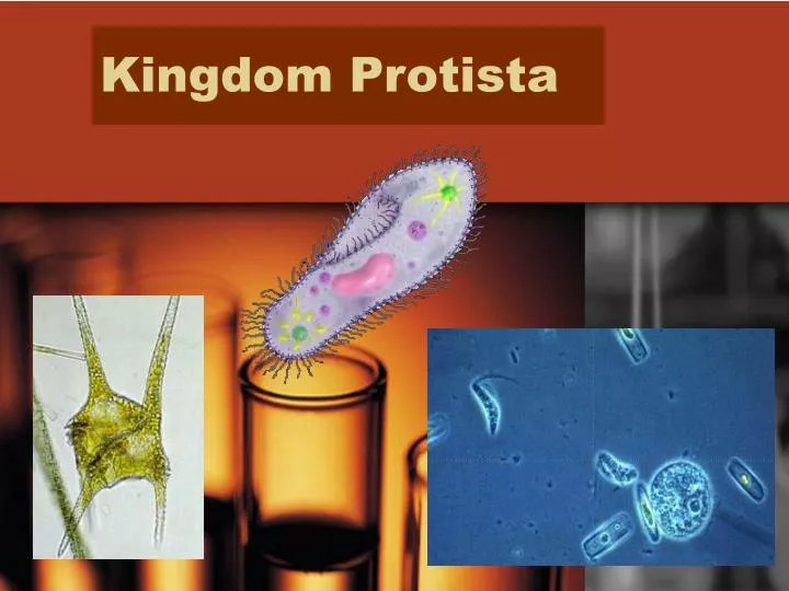 PPT - Kingdom Protista PowerPoint Presentation, Free Download - ID:3110045