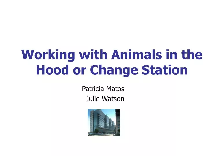 working with animals in the hood or change station