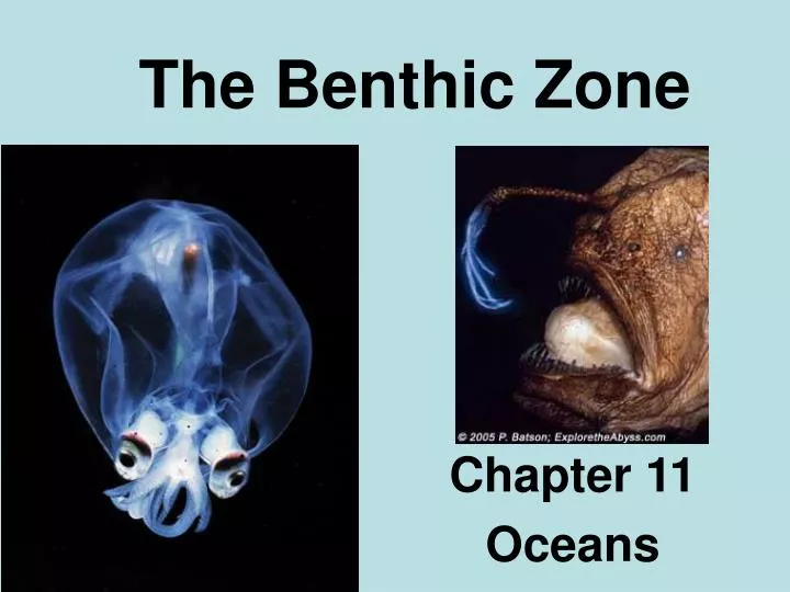 the benthic zone