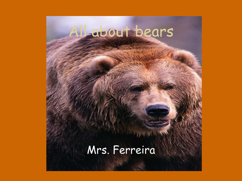 PPT - All about bears PowerPoint Presentation, free download - ID:3110479