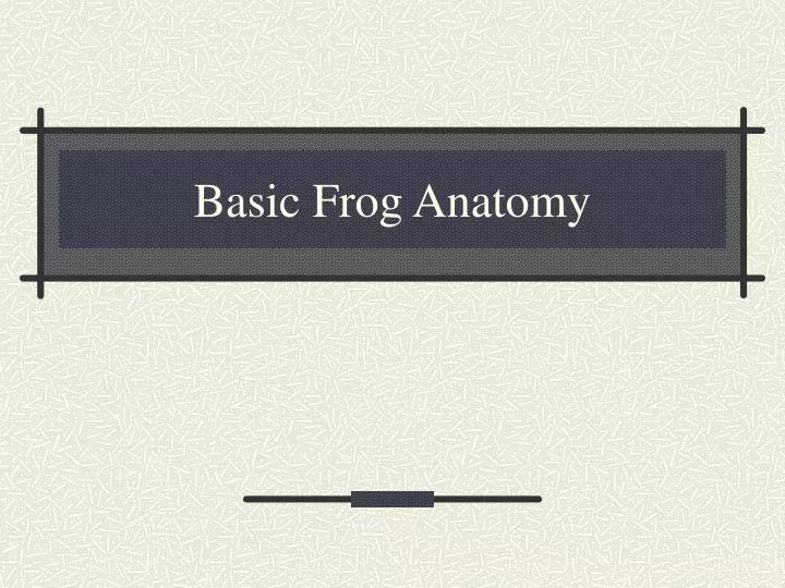 basic frog anatomy