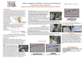 Effects of MgSO 4 and NaNO 2 on Bovine Corneal Stromas