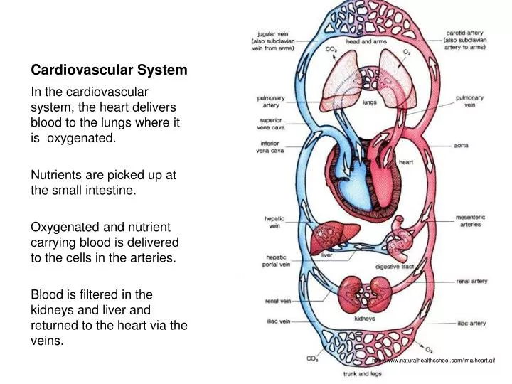 cardiovascular system