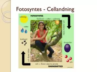 Fotosyntes - Cellandning