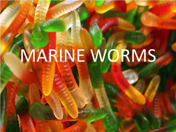 marine worms