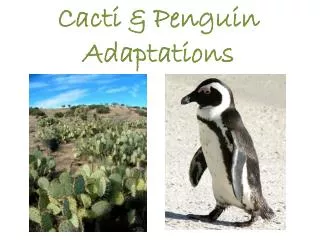 Cacti &amp; Penguin Adaptations