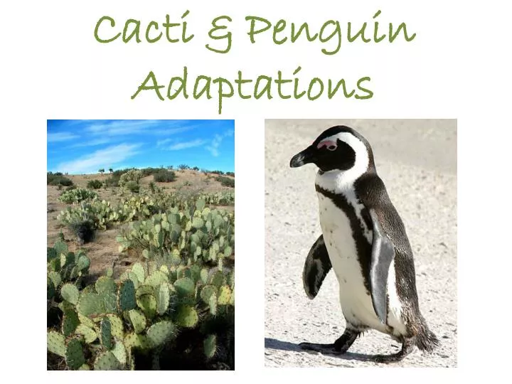 cacti penguin adaptations