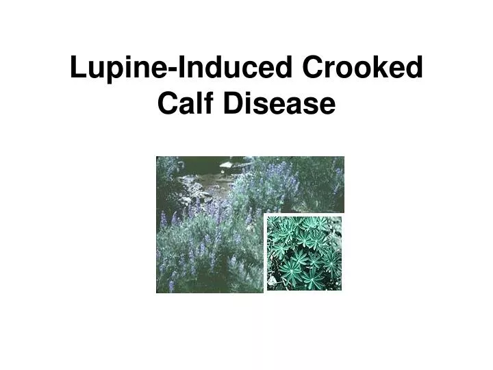 lupine induced crooked calf disease