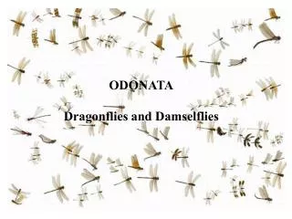 ODONATA Dragonflies and Damselflies