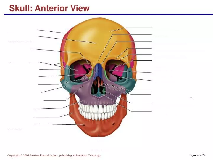 skull anterior view