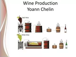 Wine Production Yoann Chelin