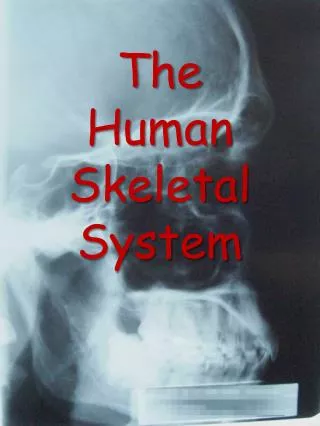 the human skeletal system