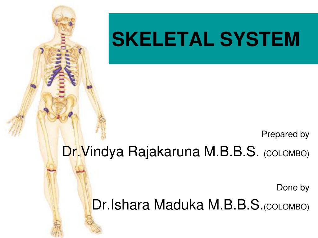 PPT - SKELETAL SYSTEM PowerPoint Presentation, free download - ID:3112105