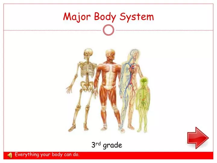 major body system