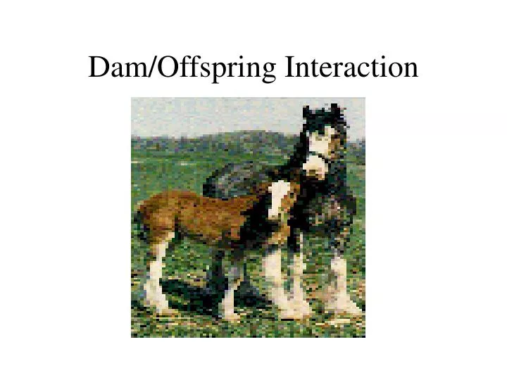 dam offspring interaction