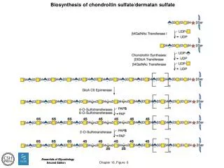Biosynthesis of chondroitin sulfate/dermatan sulfate