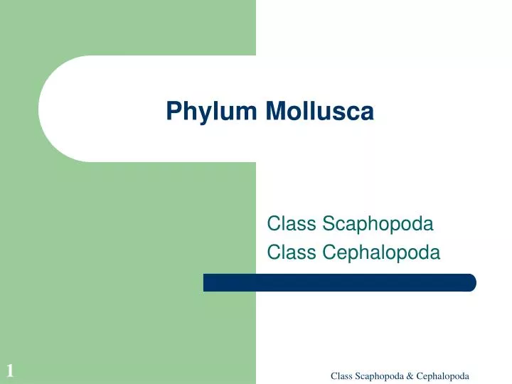 phylum mollusca