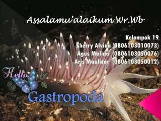 gastropoda