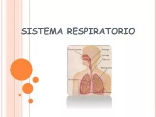 sistema respiratorio