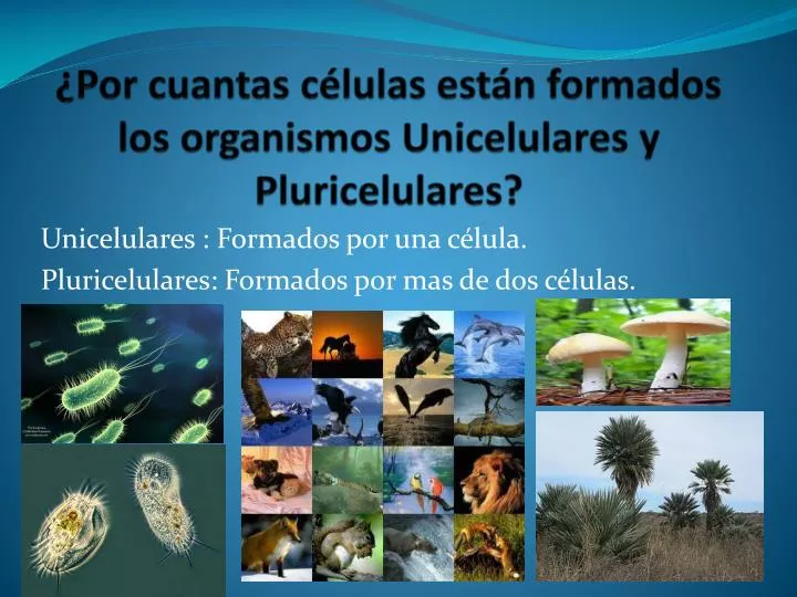 por cuantas c lulas est n formados los organismos unicelulares y pluricelulares