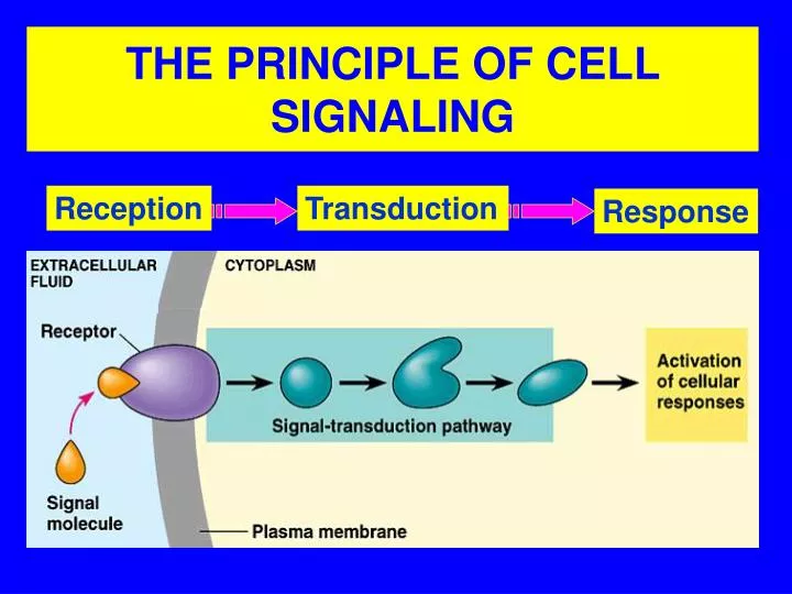 the principle of cell signaling
