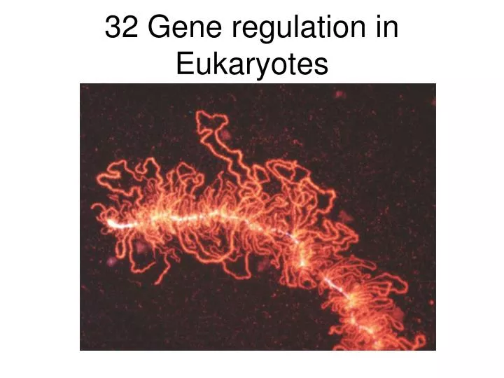 32 gene regulation in eukaryotes