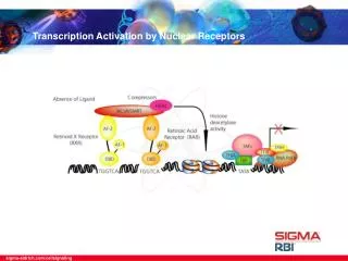 Transcription Activation by Nuclear Receptors