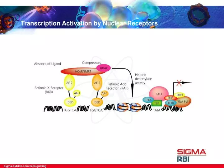 transcription activation by nuclear receptors