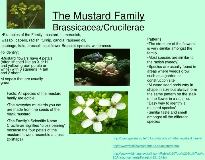 the mustard family brassicacea cruciferae