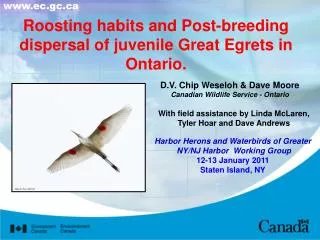 Roosting habits and Post-breeding dispersal of juvenile Great Egrets in Ontario.
