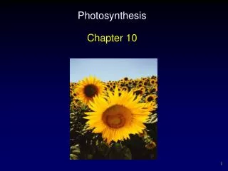 Photosynthesis