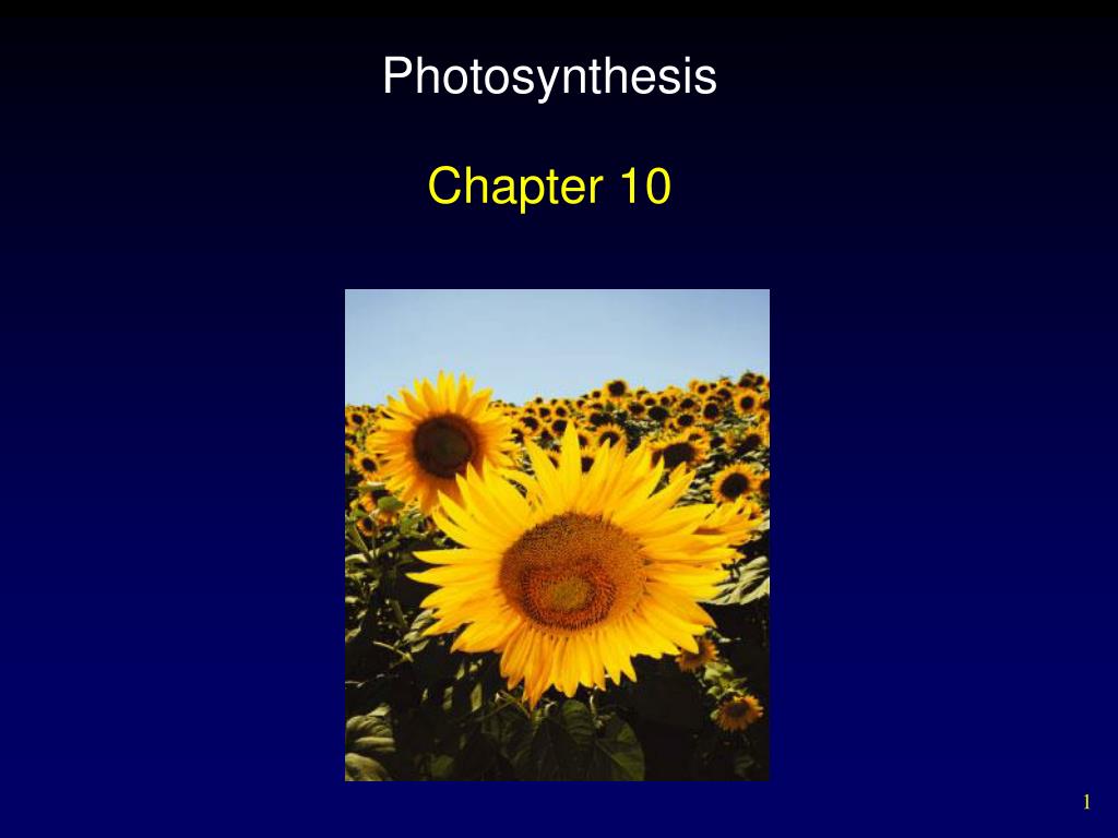 PPT - Photosynthesis PowerPoint Presentation, free download - ID:3114140