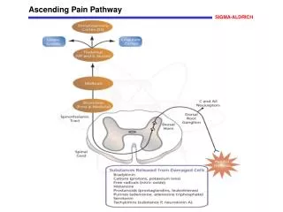 Ascending Pain Pathway