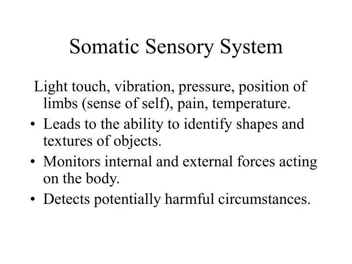 somatic sensory system
