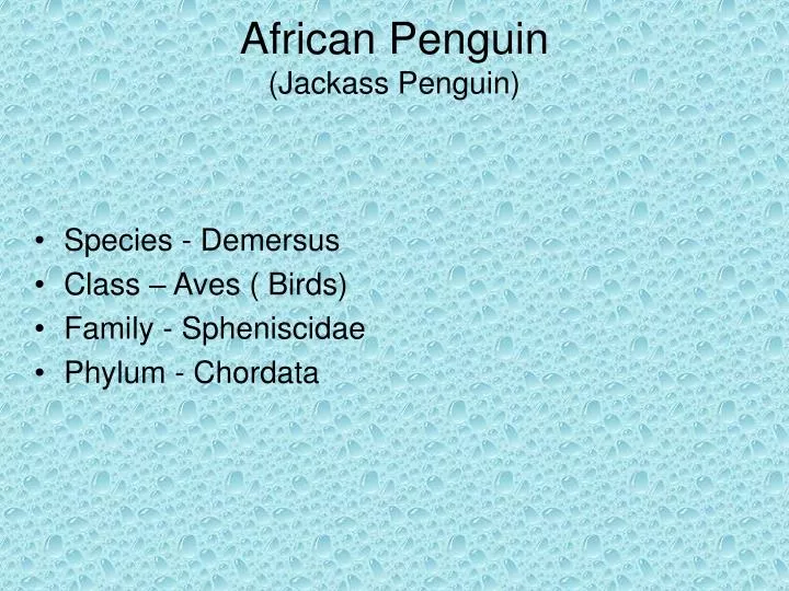 african penguin jackass penguin