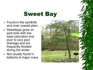 Sweet Bay