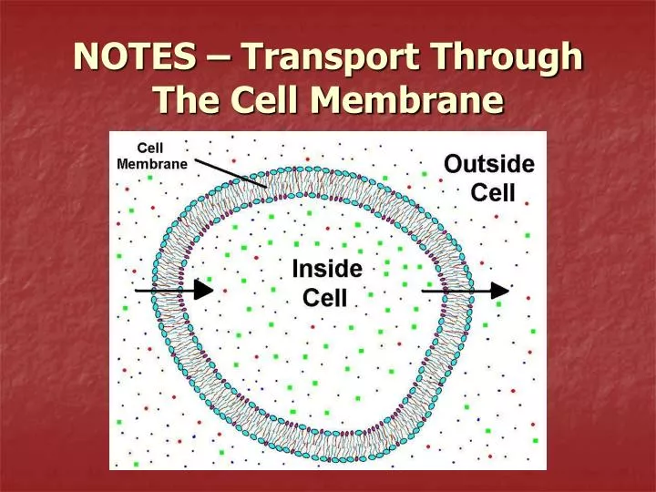 notes transport through the cell membrane