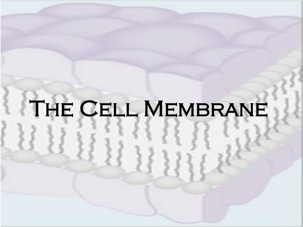 PPT - The Cell Membrane PowerPoint Presentation, free download - ID:3114480