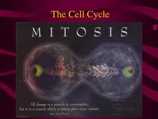 The Cell Cycle